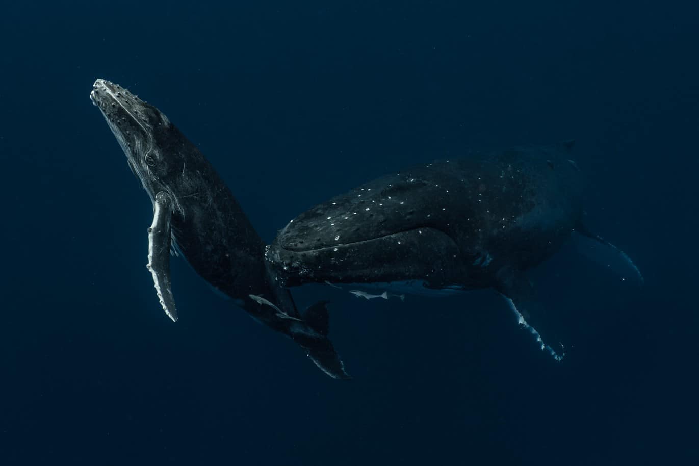 Mother and baby whale in Tonga shot by Maru Brito in 2019