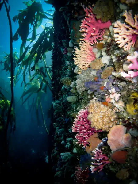 "Noble Corals" in Cape Town by Lisa Beasley