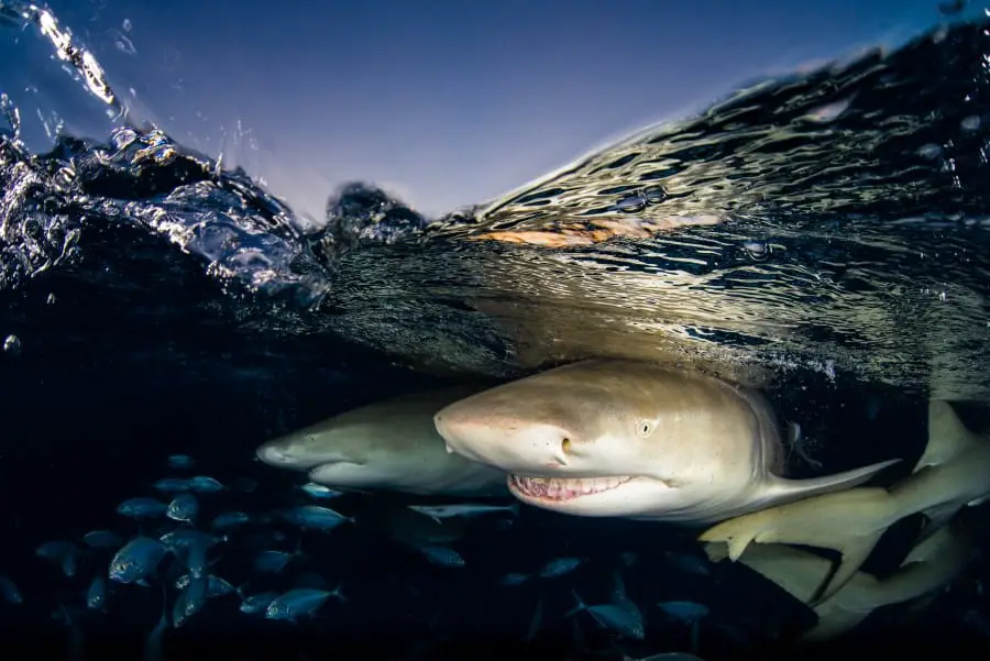 Lemon sharks under the water surface at Tiger Beach, Bahamas. Underwater Photograph by Nurul Yazid