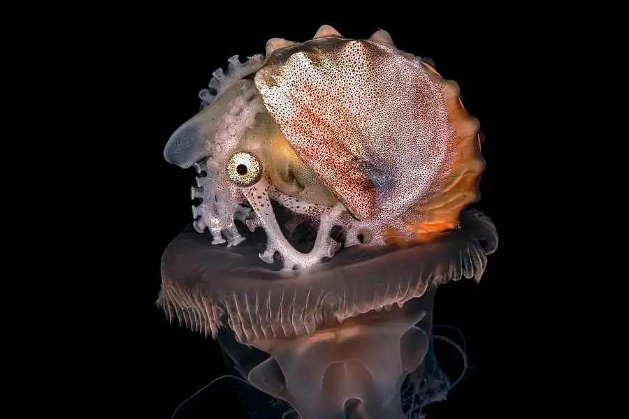 Paper Nautilus – Arganuta hians. Blackwater Photography by Rina Jones.