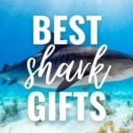 best shark gifts