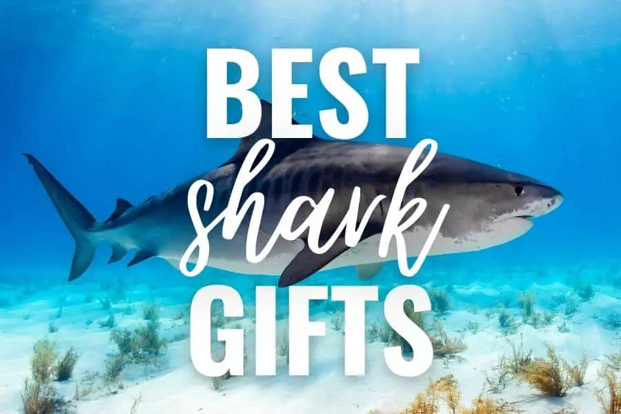33 Best Shark Gifts That Are Totally Jaw-some!