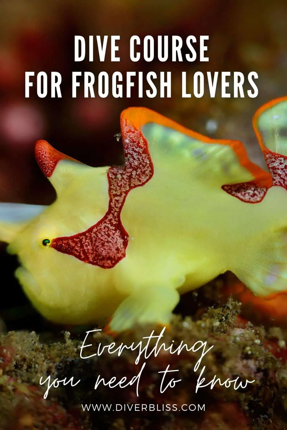 Dive course for frogfish lovers