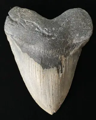27. Authentic Megalodon Tooth from Fossil Exchange