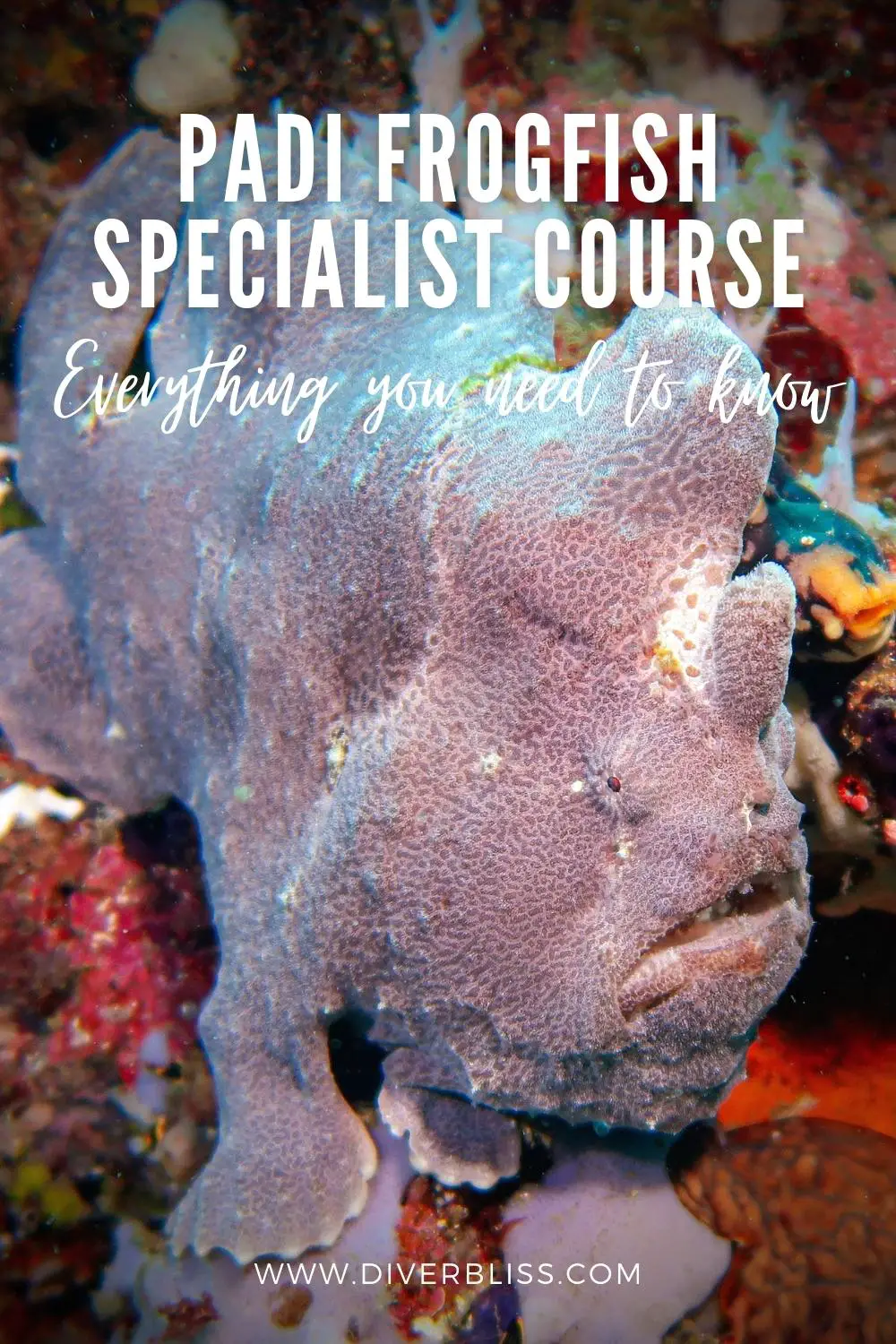 PADI Frogfish Specialist Course