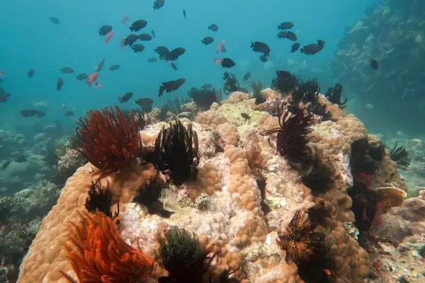 Anilao Dive Site: Aphol's Point