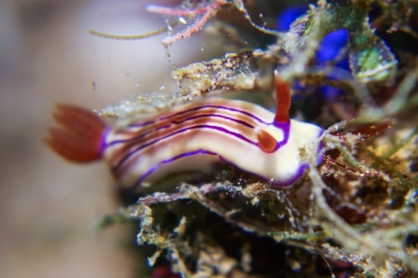 Anilao Nudibranch