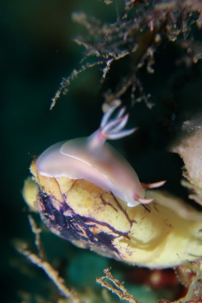 Anilao Pink Nudibranch