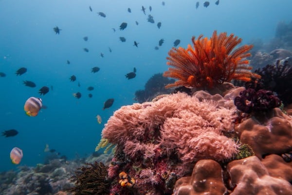 Reefscape in Twin Rocks