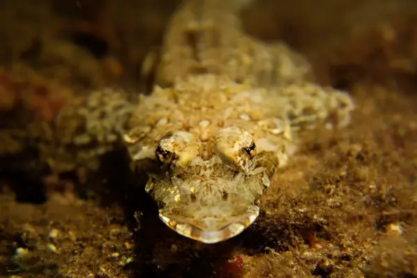 Crocodile fish anilao night dive