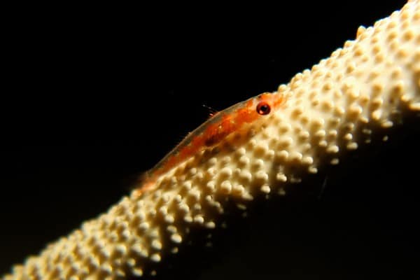 Goby on a coral