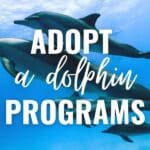 adopt a dolphin programs
