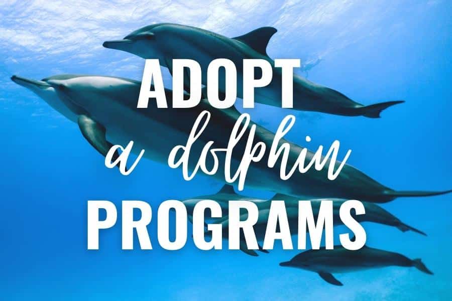 adopt a dolphin programs