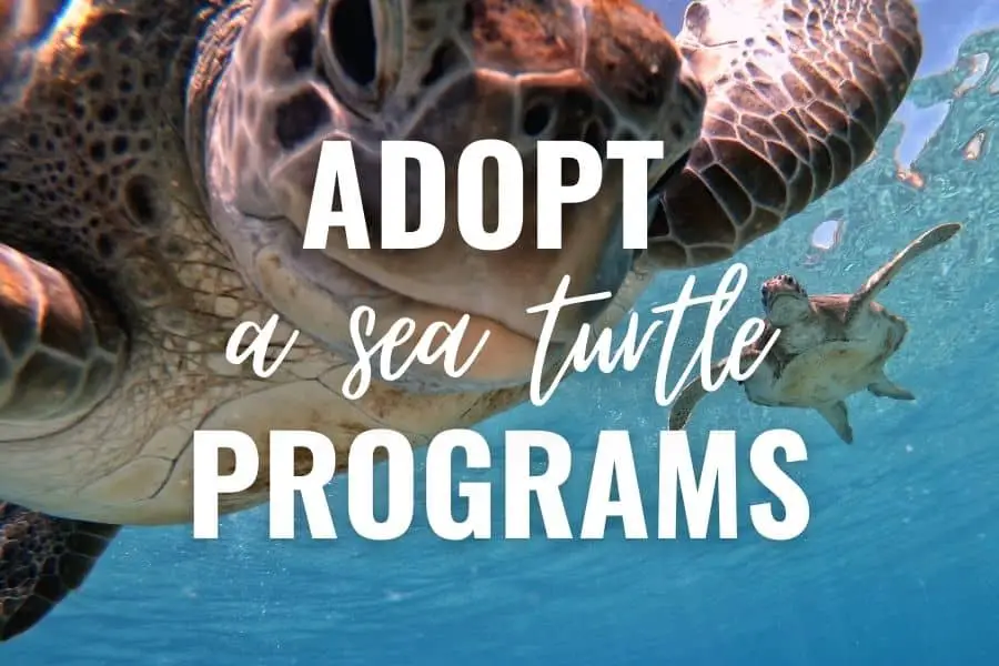 adopt a sea turtle program