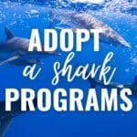 adopt a shark programs