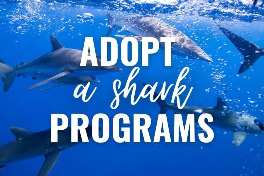 adopt a shark programs