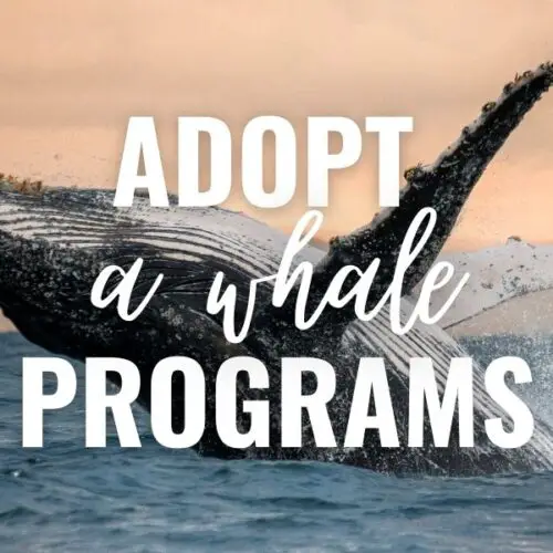 10 Best Adopt A Shark Programs That Are Fintastic!