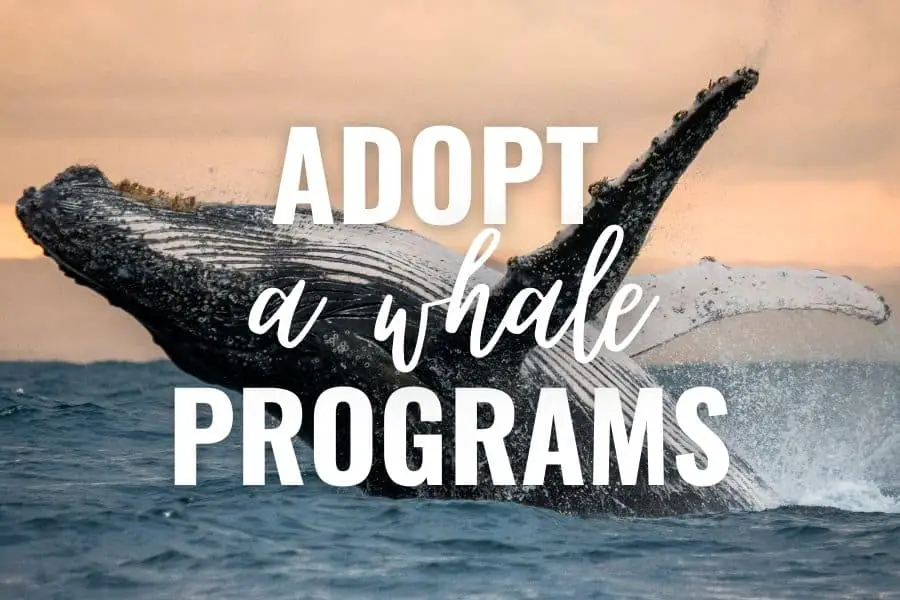adopt a whale programs