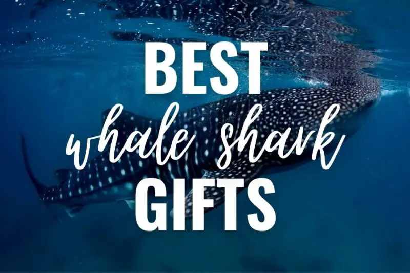 27 Best Whale Shark Gifts You'll Want For Yourself