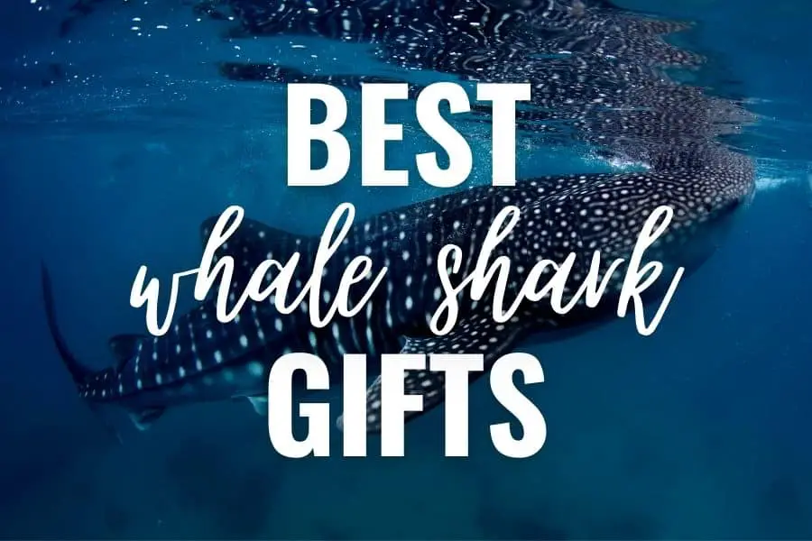 best whale shark gifts