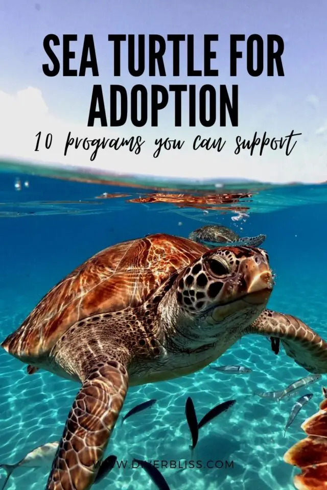 10 Best Adopt A Sea Turtle Programs That Are Turtley Awesome