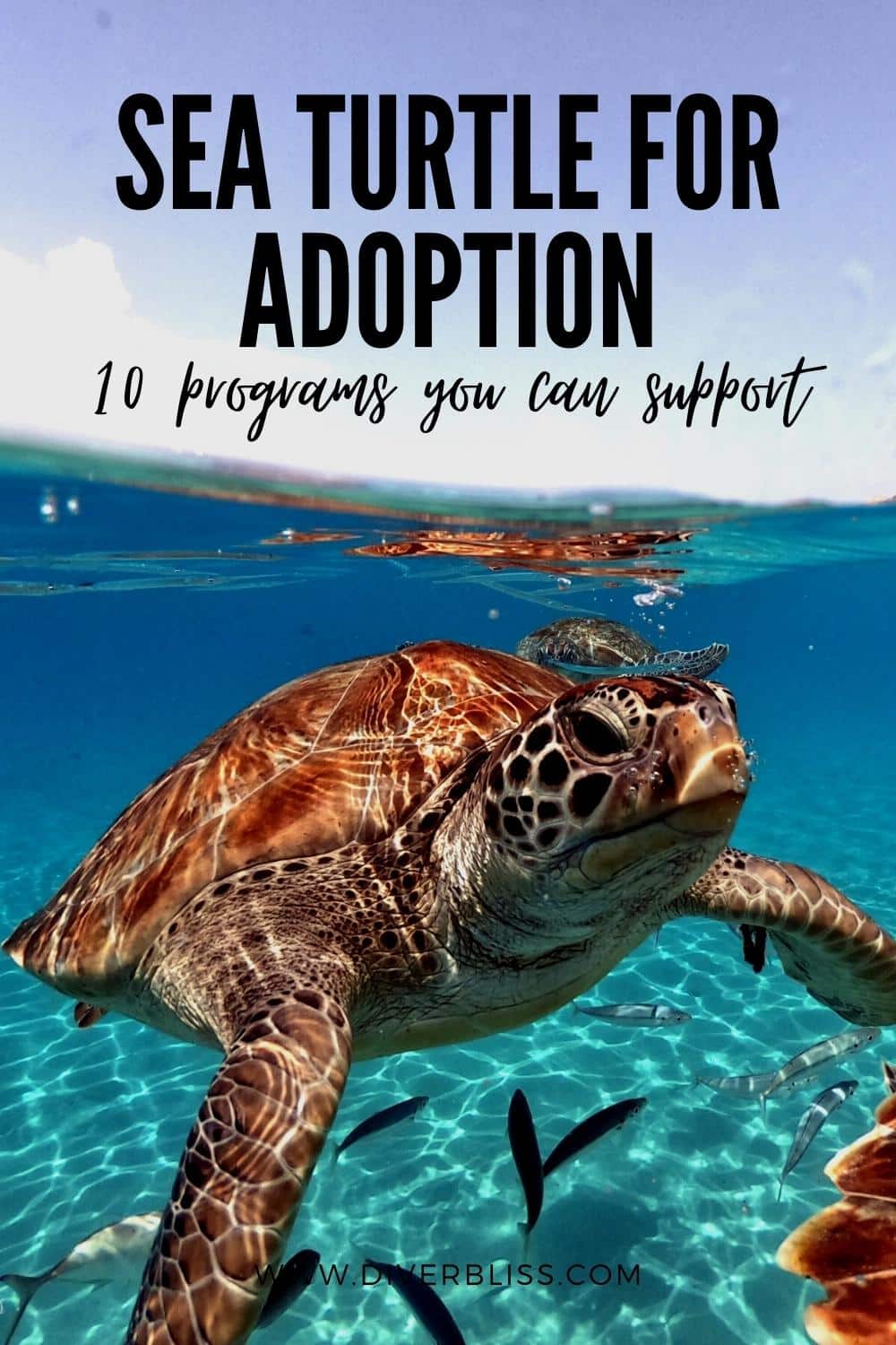 sea turtle adoption 10 programs you can support