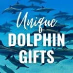 uniqu dolphin gifts