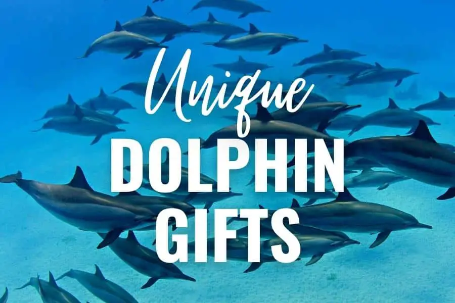 uniqu dolphin gifts