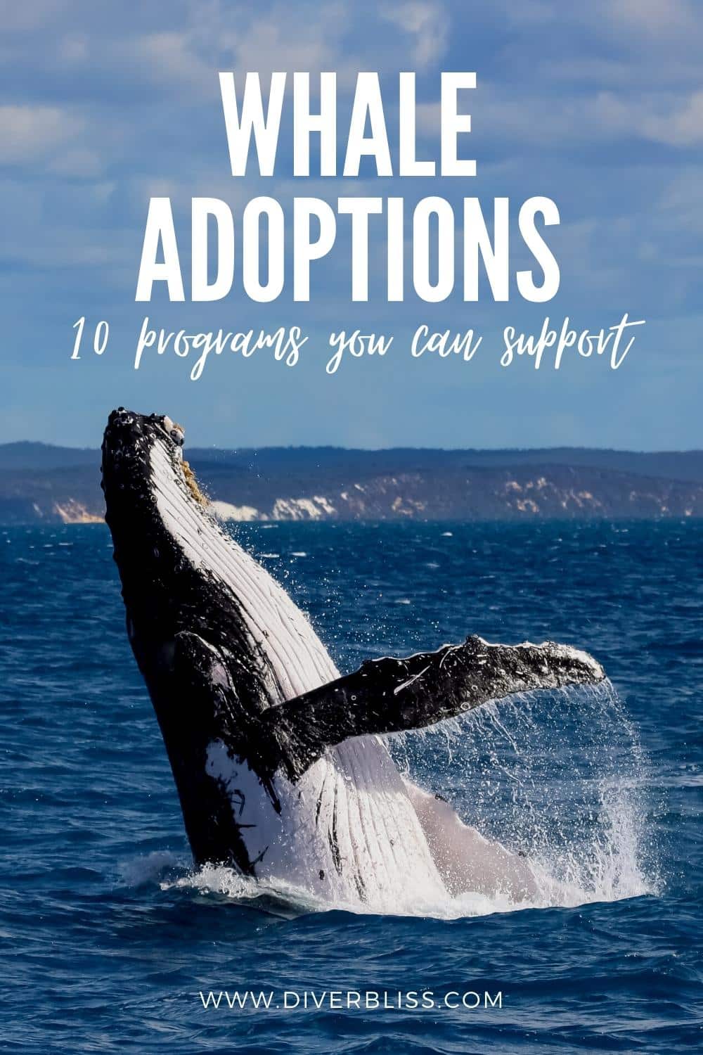 whale adoption, 10 programs you can support