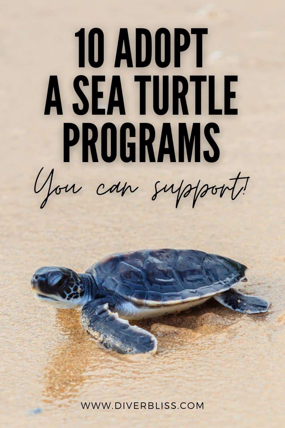 10 adopt a sea turtle programs you can support