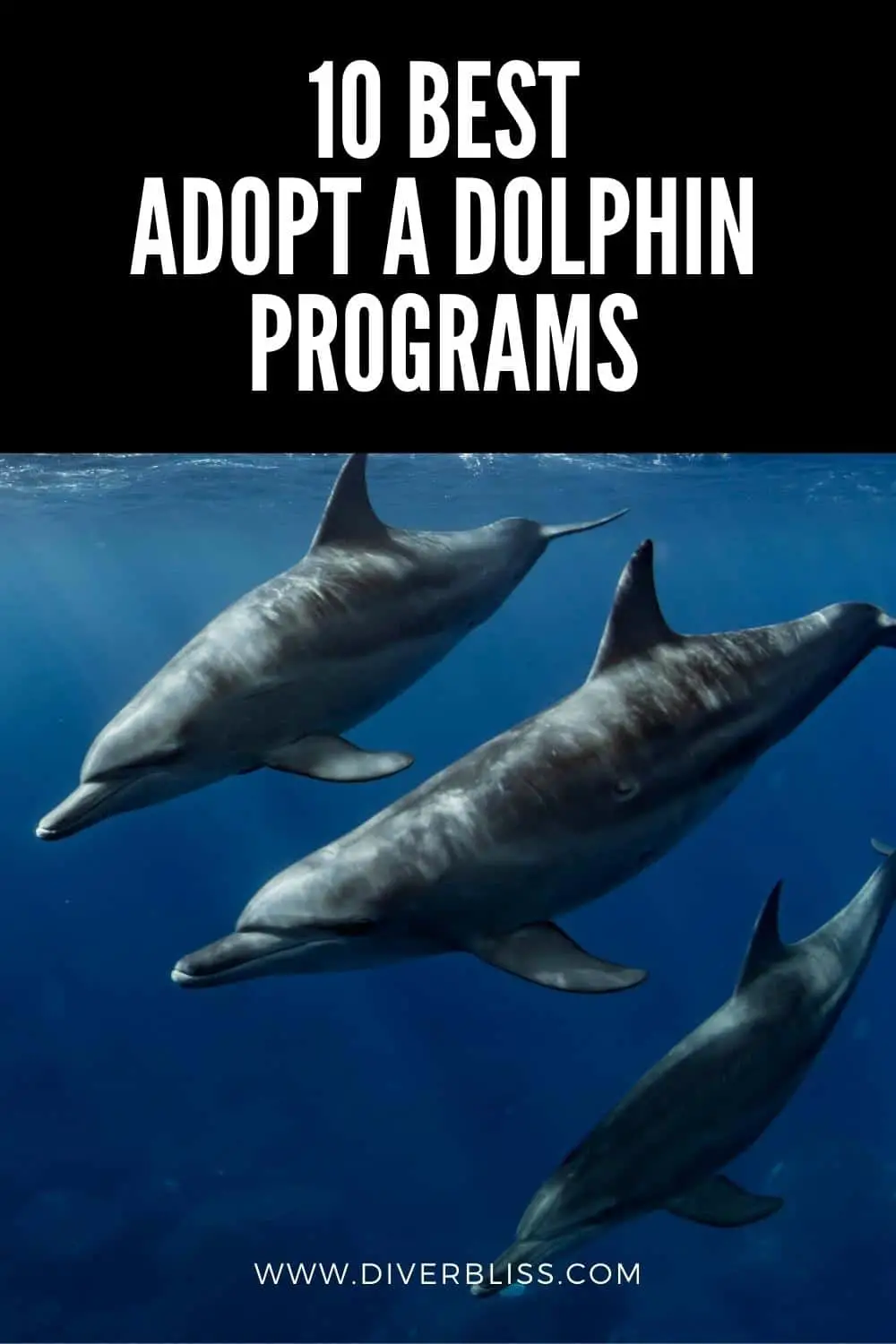 best adopt a dolphin programs
