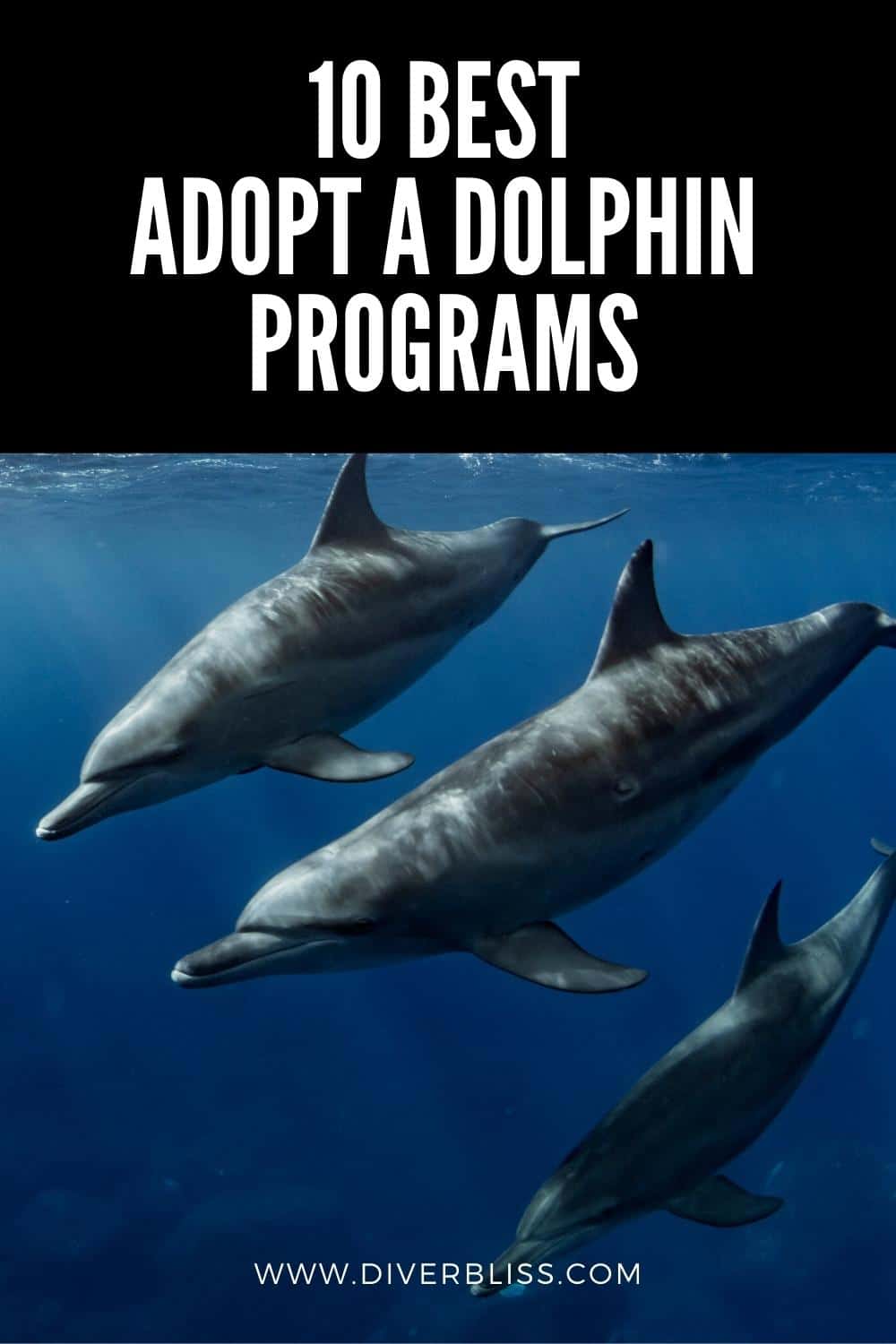 best adopt a dolphin programs