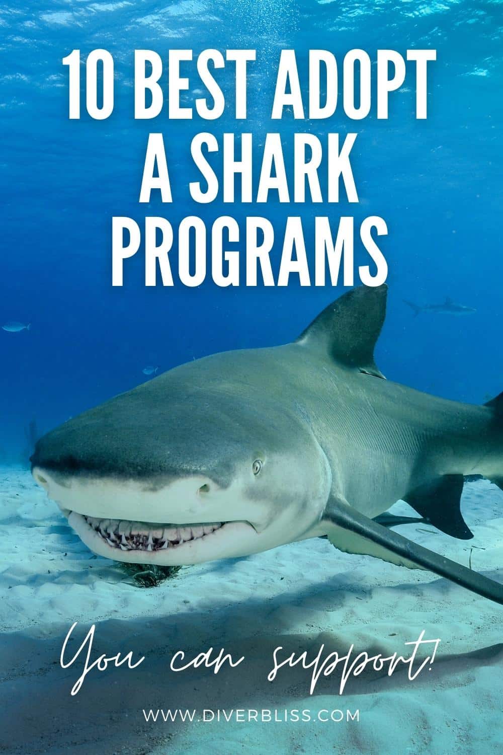 10 best adopt a shark programs you can support