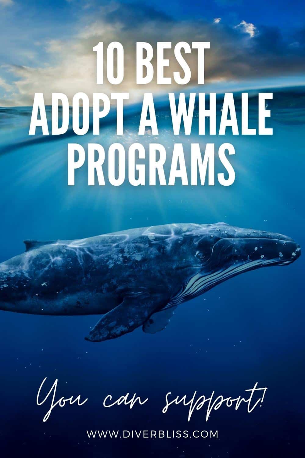 10 best adopt a whale programs you can support!