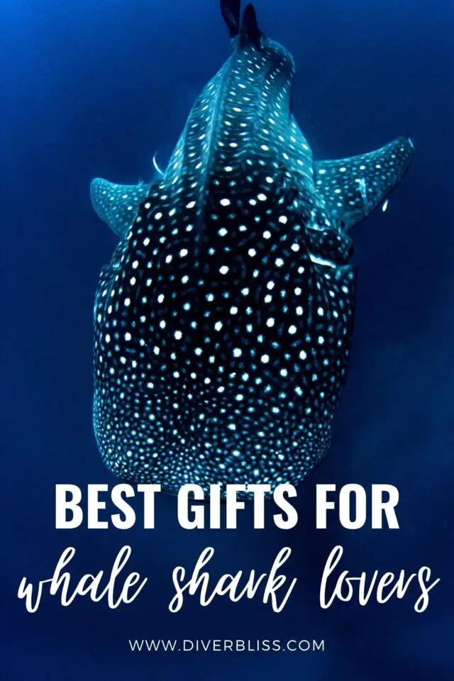 27 Best Whale Shark Gifts You'll Want For Yourself