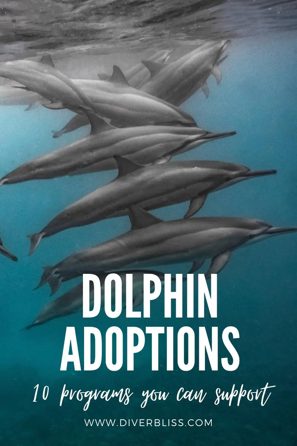 dolphin adoptions, 10 programs you can support