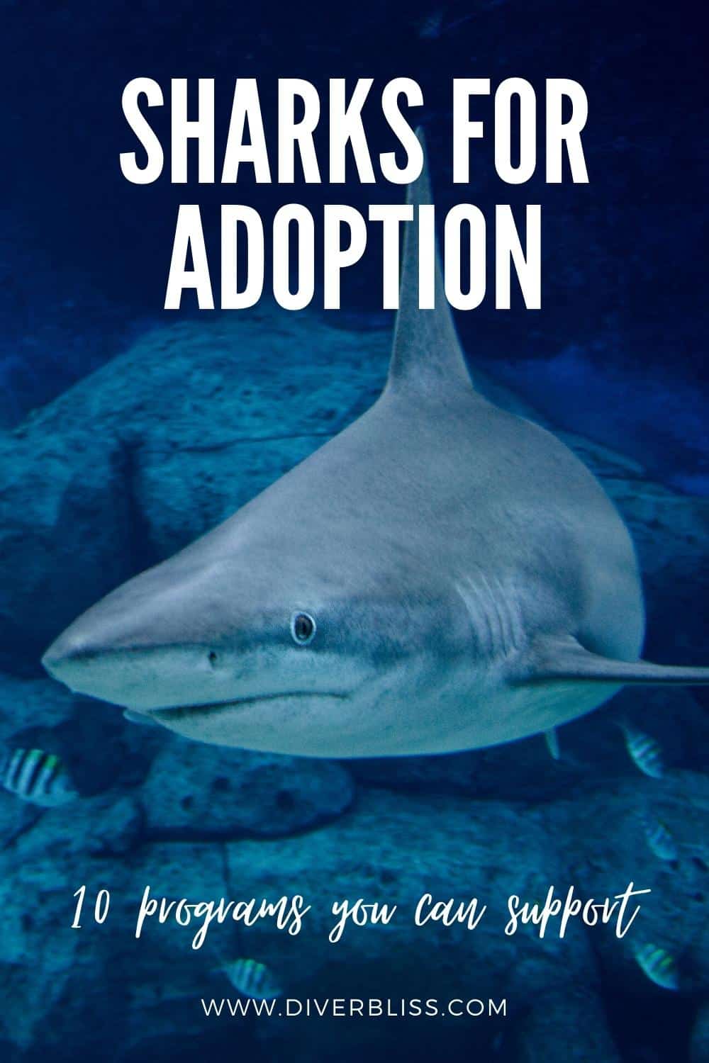 sharks for adoption: 10 programs you can support