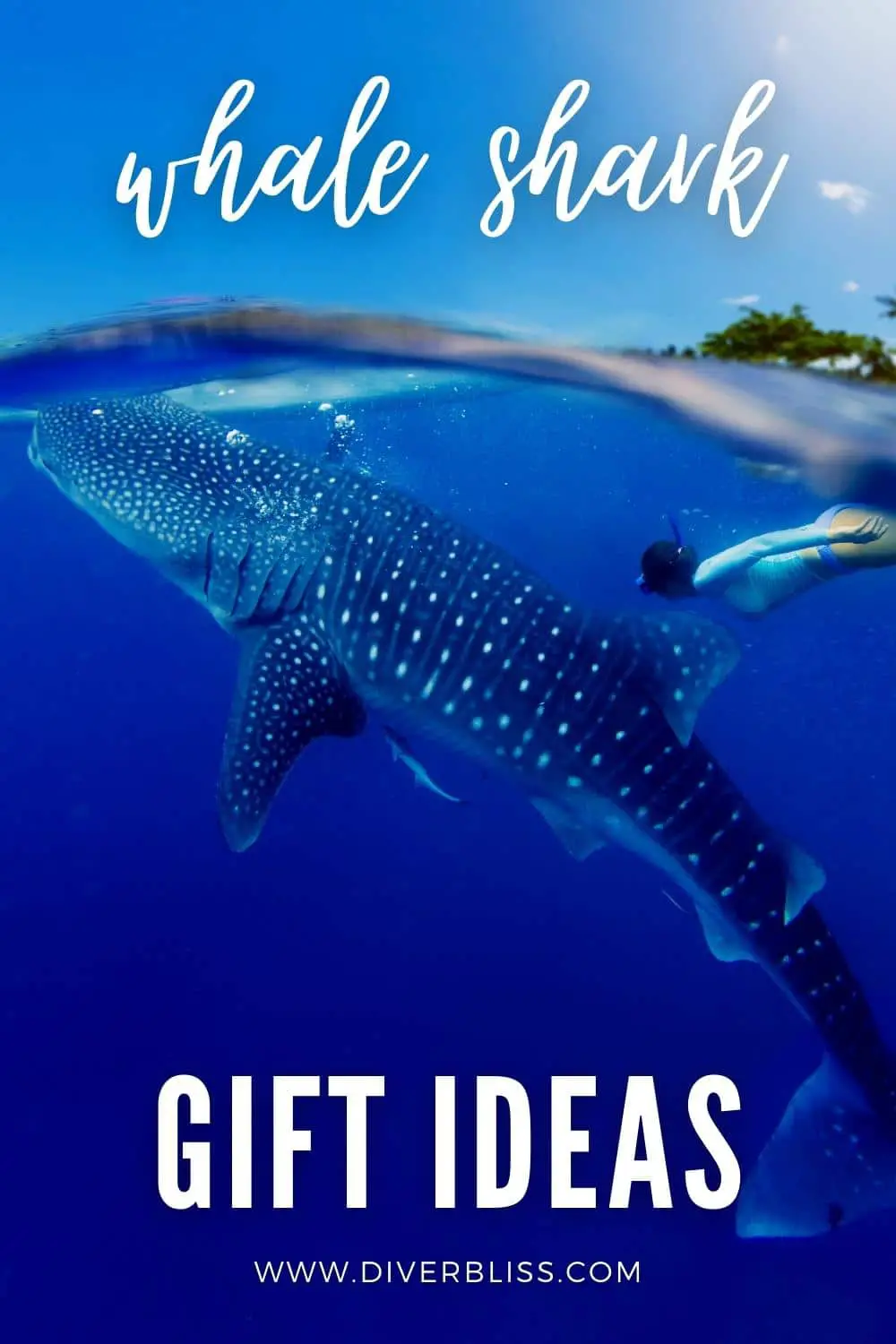 whale shark gift ideas 