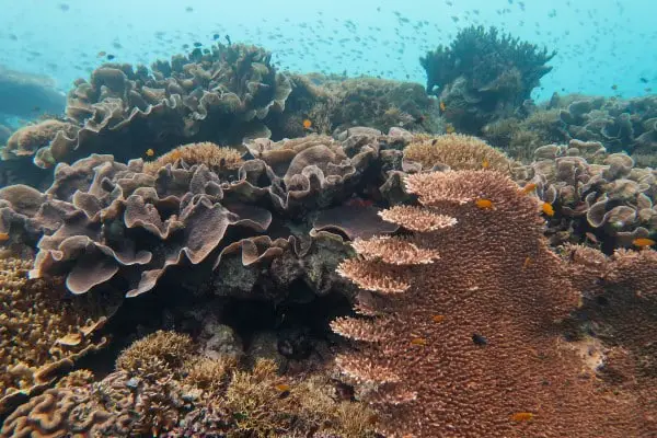 amazing coral formations