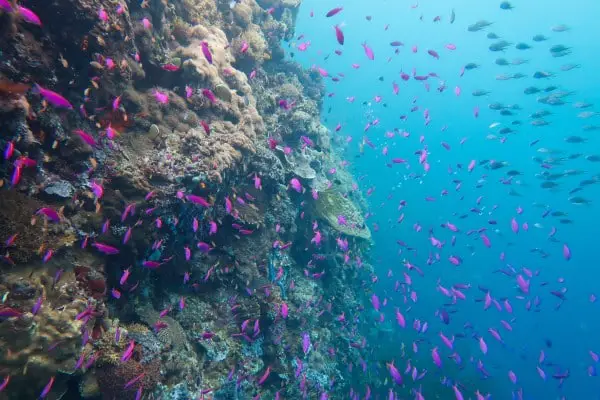 wall diving with purple anthias