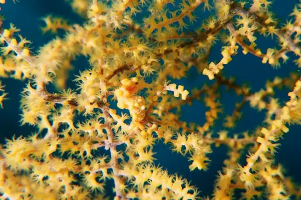 yellow pygmy seahorse at 24 meters