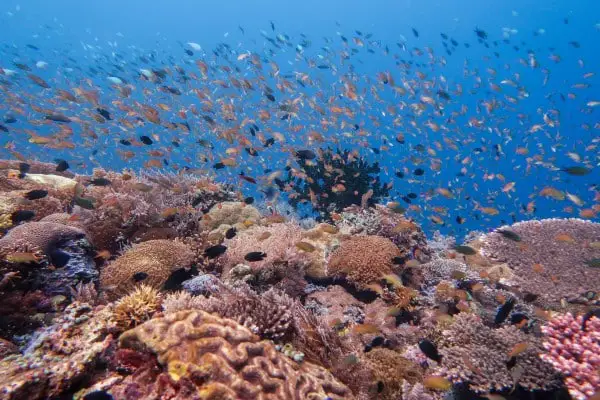 amazing fish and coral coverage in Napantao