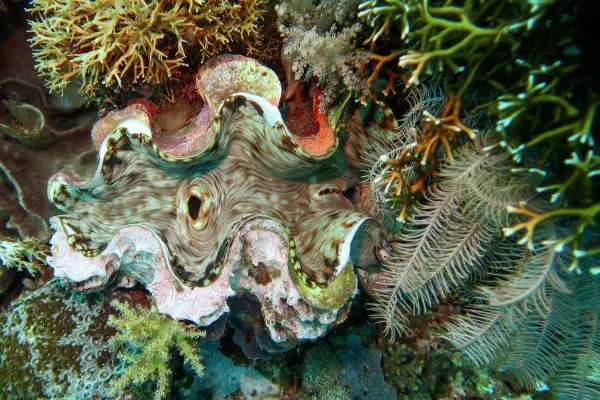 Giant clam