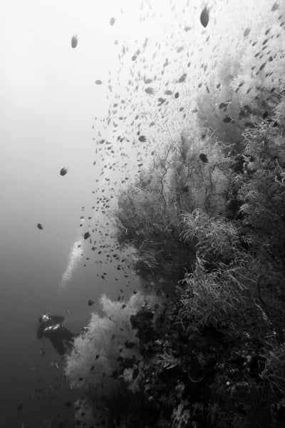 Lush underwater forest in Napantao