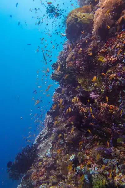 colorful south wall in Napantao Marine Sanctuary