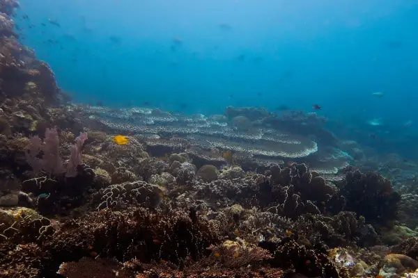 Table corals