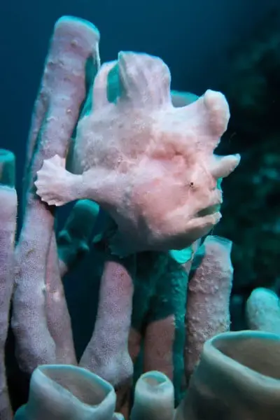 Frogfish on a sponge