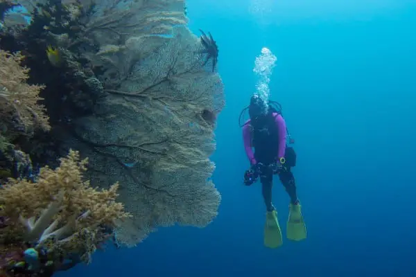 diver and a giant gorgonian sea fan