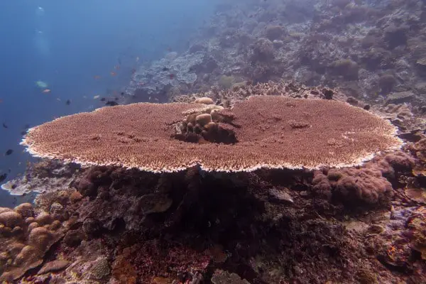 Large table corals