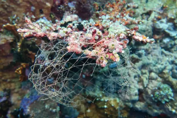 Ghost nets in Napantao